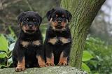 ROTTWEILER 329